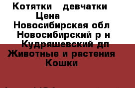 Котятки - девчатки  › Цена ­ 6 000 - Новосибирская обл., Новосибирский р-н, Кудряшевский дп Животные и растения » Кошки   